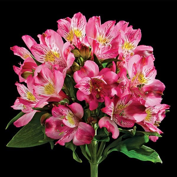 alstroemera_symphonymorita_esmeralda