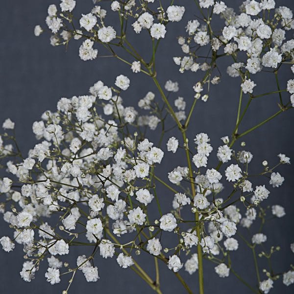Gypsophila - Baby's breath