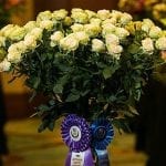 Best in Show winner ‘Brilliant Stars’ spray rose, from Connectaflor 