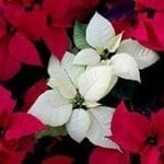 stock image of Poinsettia