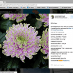 picture of chrysanthemum named after Princess Charlotte