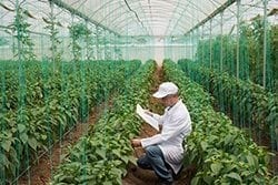 Specialty Crops Get a $36 Million Boost from USDA