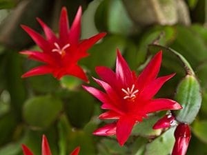 Red Holiday Plant