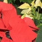 poinsettias
