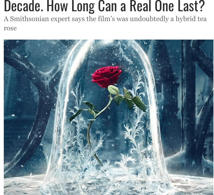 AFE Weighs in on ‘Enchanted Rose’ in ‘Beauty and the Beast’
