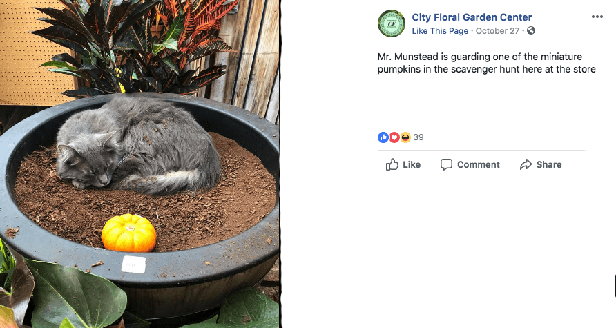Families in Denver, Colorado, clamor for City Floral Garden Center’s annual pumpkin scavenger hunt.