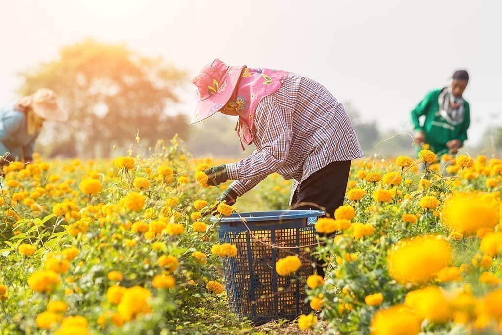 Advocacy Series: 5 Questions about Ag Labor