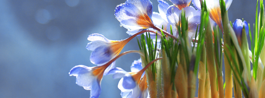 Web Banner Spring 851 Hello Spring Tulips