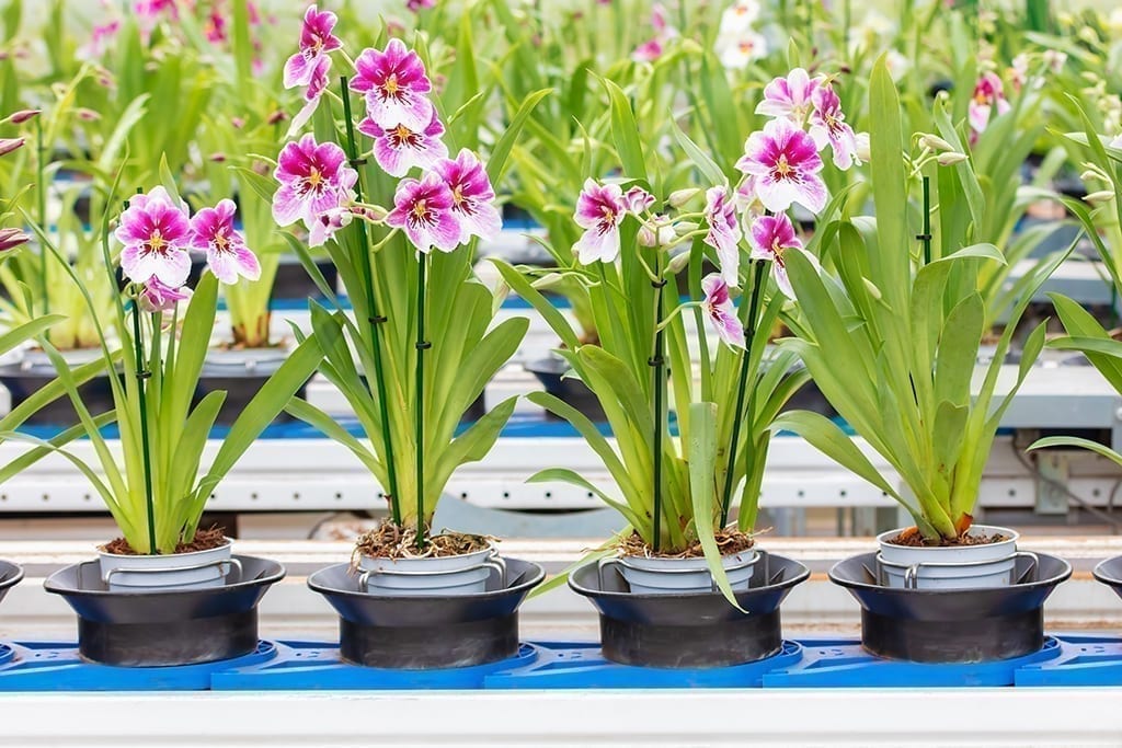 Fresh Product: Coping with the Supply Squeeze