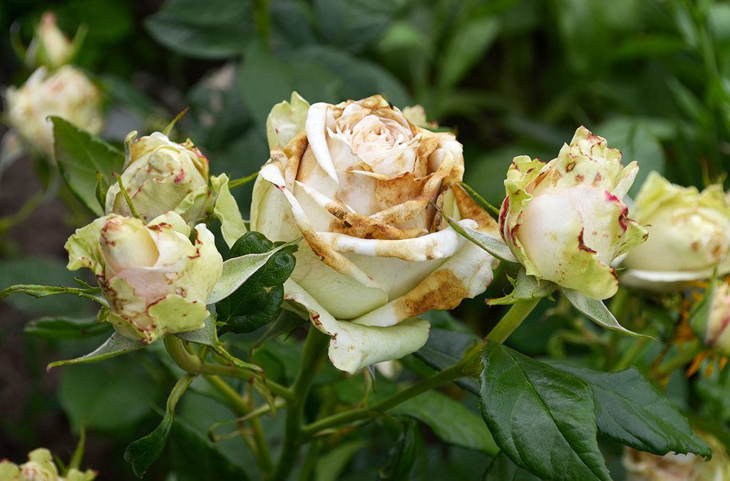 Keep Botrytis at Bay